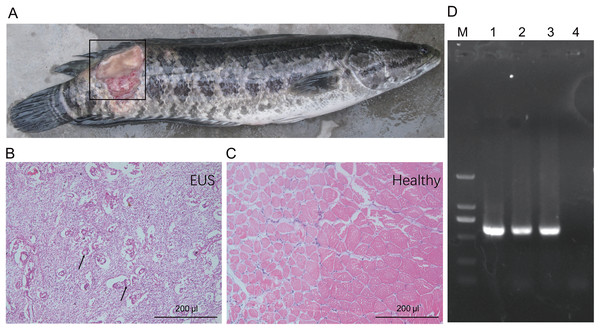 Gross lesions (A) and hematoxylin and eosin-stained paraffin tissue sections of hybrid snakehead (Channa maculata♀ × Channa argus♂) without (B) and with (C) epizootic ulcerative syndrome (EUS), and an electrophoresis profile of (i) Aphanomyces (D).