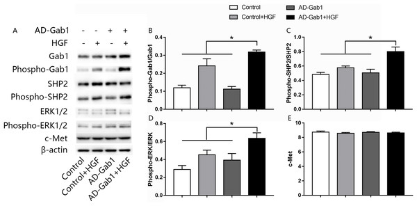 Effect of overexpression of Gab1 on HGF-induced phosphorylation of SHP2 and ERK1/2.