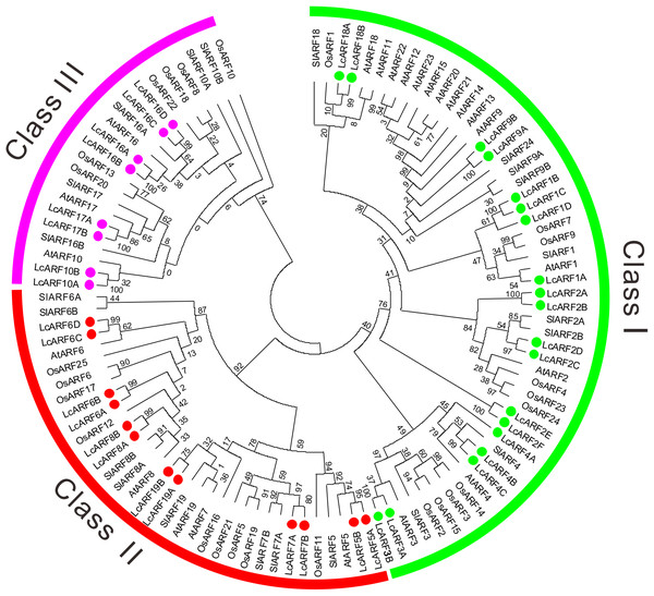 Phylogenetic analysis of ARFs from litchi, rice, Arabidopsis, and tomato.