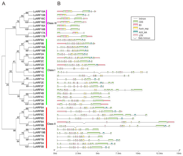 Phylogenetic relationship, exon–intron structure, conserved domains analyses of LcARFs.