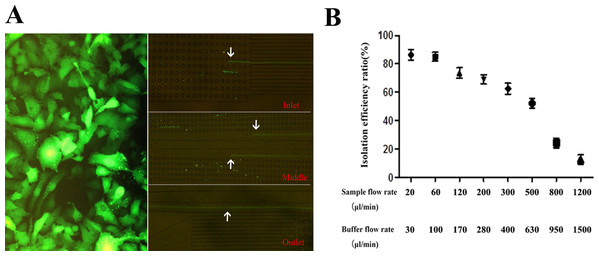 HepG2-GFP cells and isolation efficiency ratio with different flow rates.