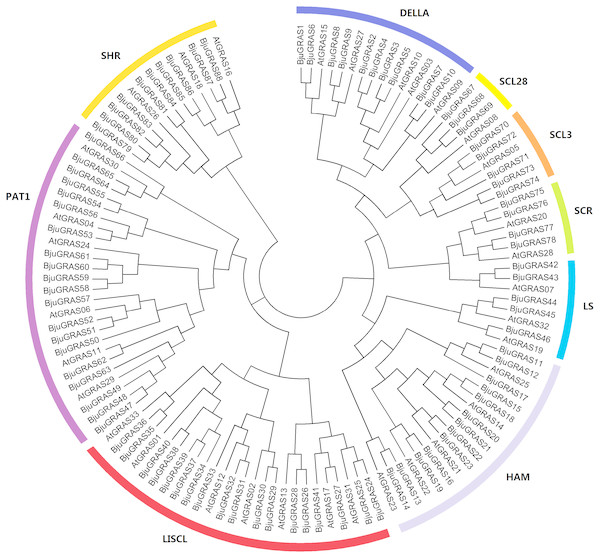 Phylogenetic tree of GRAS proteins from  Brassica juncea and Arabidopsis.