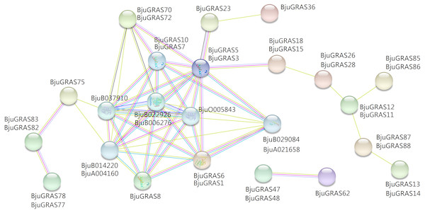 Interaction network of BjuGRAS factors in  Brassica juncea according to orthologs in  Arabidopsis.