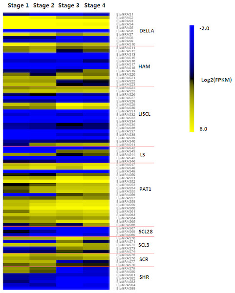Expression levels of BjuGRAS genes at different developmental stages in stem swelling.