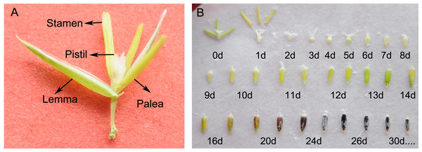Morphology and development of sheepgrass seeds.