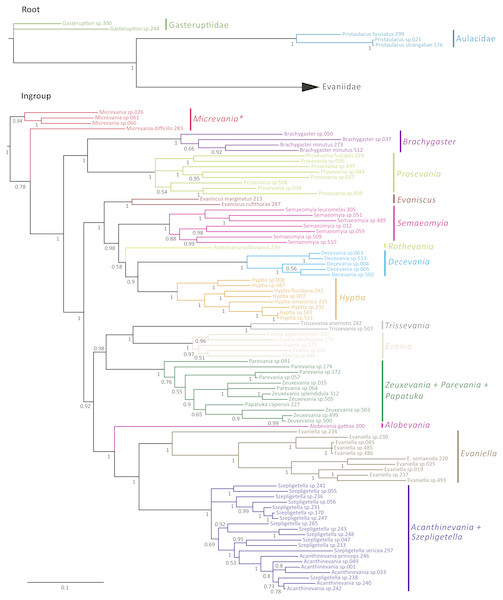 Bayesian analysis of phylogenetic relationships among Evaniidae.