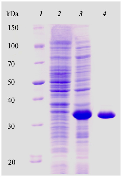 Electrophoretic analysis of recombinant N-terminally truncated H. turkmenica LOX (HTU-QV) expression and purification.