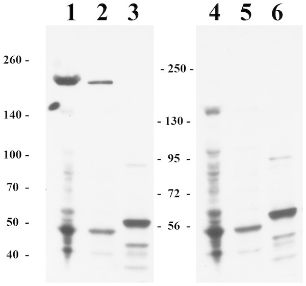 Immunoblotting detection of lysyl oxidase in H. turkmenica cells with anti-HTU-LOX antibodies.
