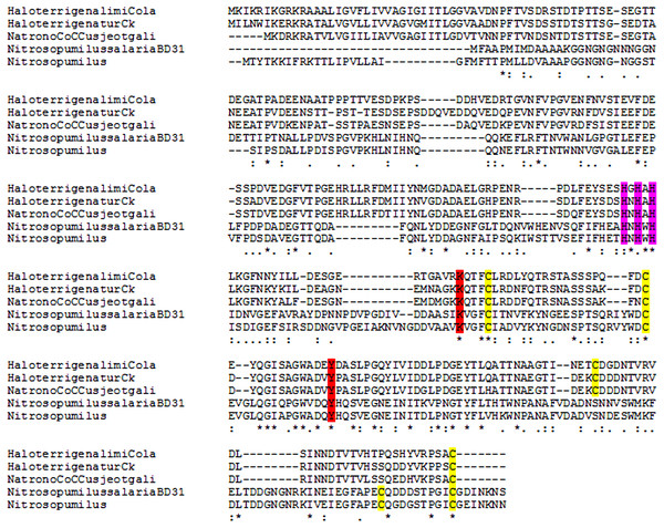 Multiple alignment of archaeal lysyl oxidases.