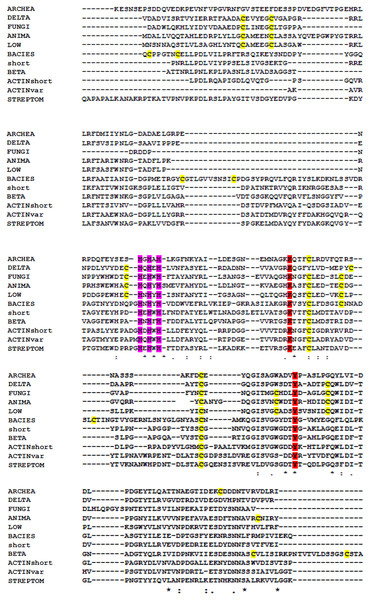 Multiple alignment of the conserved segments of catalytic domains from all lysyl oxidases representing different kingdoms.