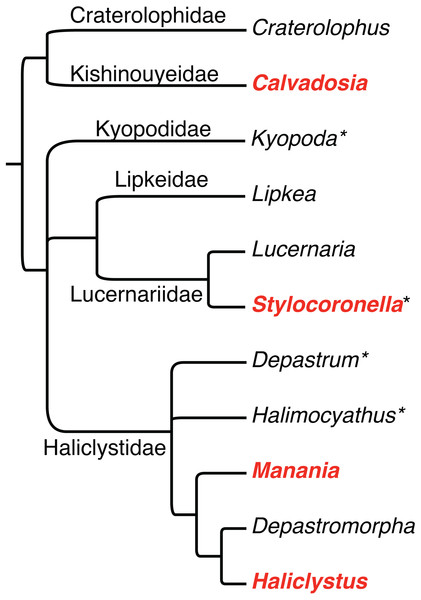 Phylogenetic hypothesis of relationships among staurozoan genera and families, based on Miranda et al. (2016a).