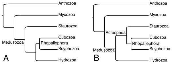 Alternative phylogenetic hypotheses for the placement of Staurozoa within Medusozoa.