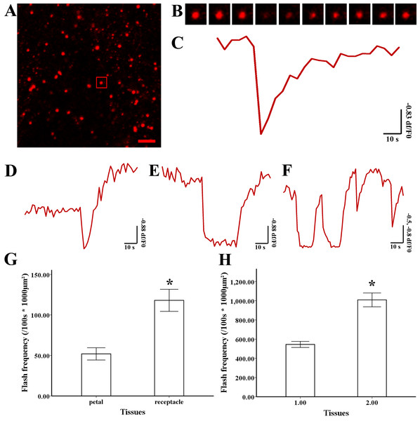 Depolarization of mitochondria membrane potential (ΔΨ m) and frequency