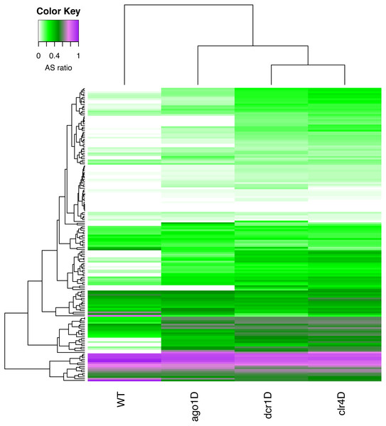 A heatmap of the antisense read ratio in the sRNA enriched genes (y-axis) across all samples (x-axis) analyzed.