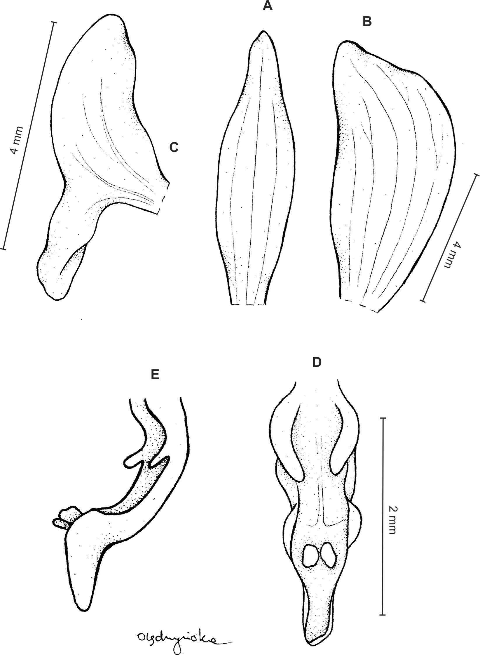 Synopsis of the genus Ponthieva (Orchidaceae) in Colombia [PeerJ]