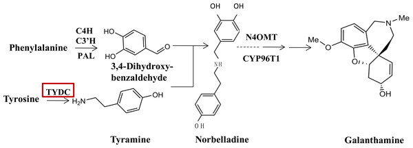 TYDC is involved in the proposed biosynthetic pathway for galanthamine.