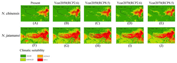Present (A and F), and future (B–E and G–J) potential spatial distribution of N. jatamansi and N. chinensis.