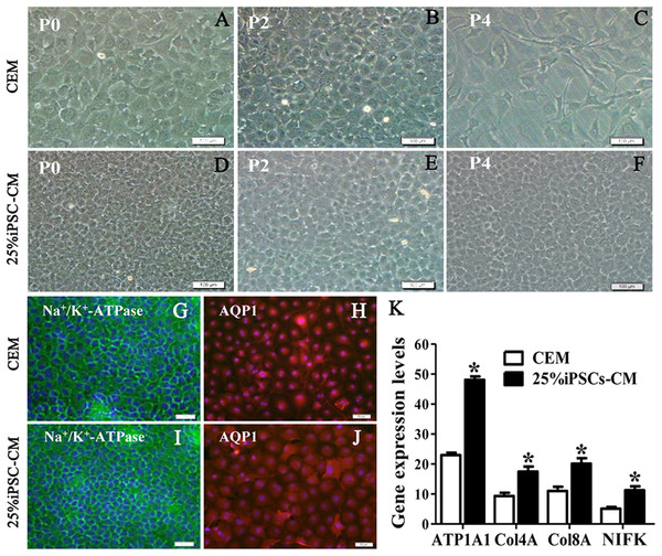 The maintenance of CEC phenotype after treatment with iPSC-CM.