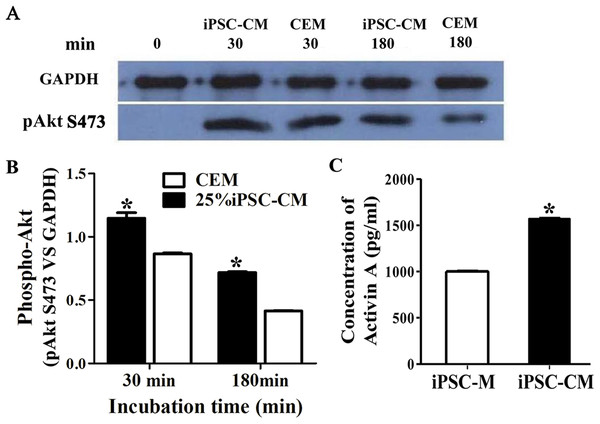 The effect of PI3-kinase in iPSC-CM on promoting B-CEC proliferation.