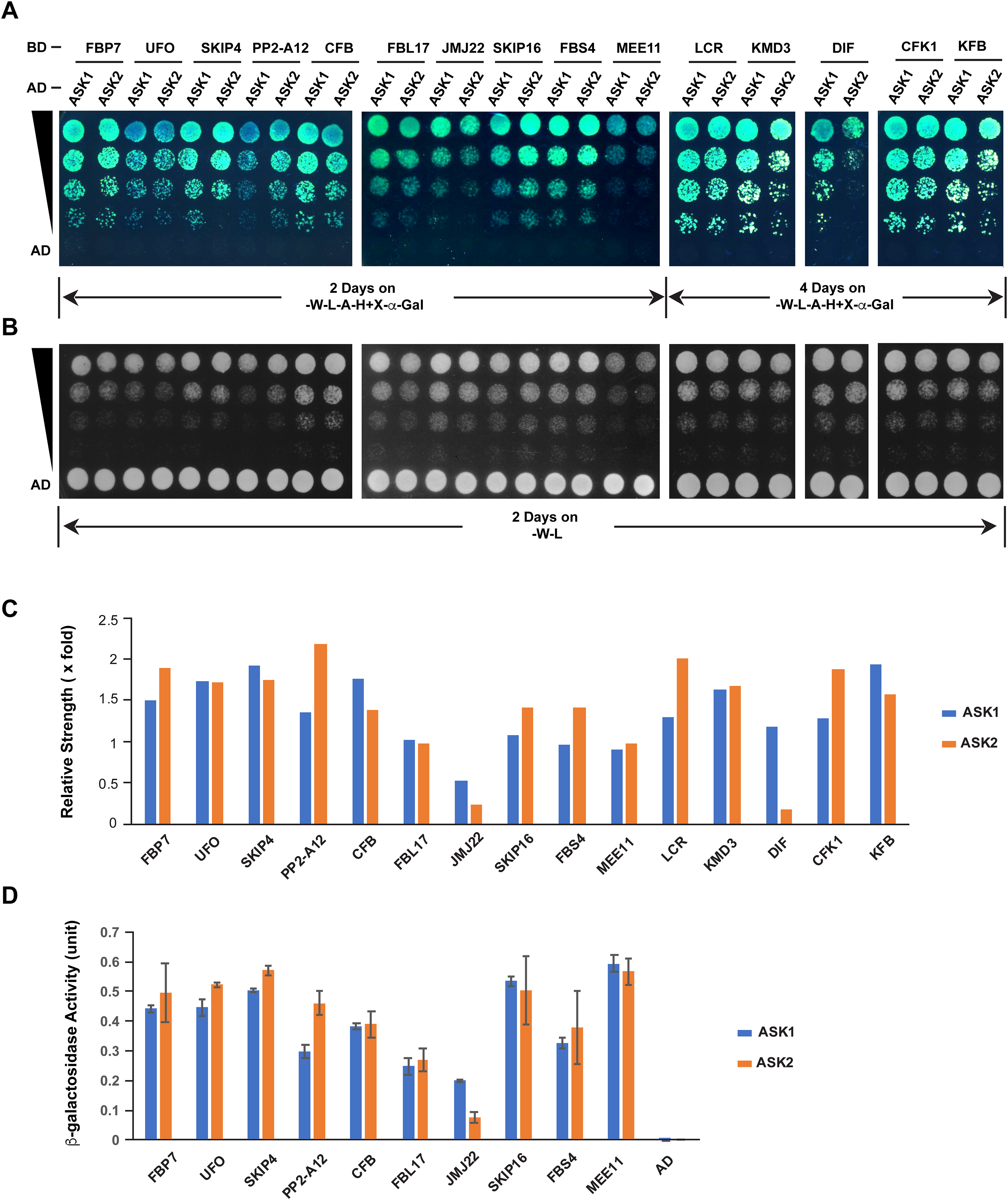 Adaptive And Degenerative Evolution Of The S Phase Kinase Associated Protein 1 Like Family In Arabidopsis Thaliana Peerj