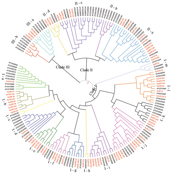 Phylogenetic relationships among the S. alfredii and Arabidopsis thaliana GELP families.