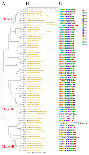 Gene structures and motif compositions of the GELP family in S. alfredii.