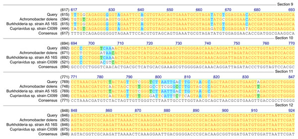 Homology analysis of 16S rRNA gene fragment (1,300–1,400 bp) amplified in samples enriched with MCPA and syringic acid (Query—obtained sequence).