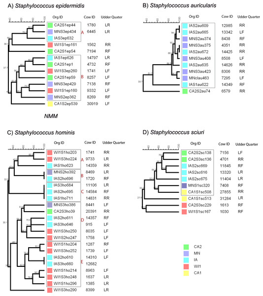 Genetic relatedness of coagulase negative Staphylococcus spp. (CNS) isolated from US dairies.