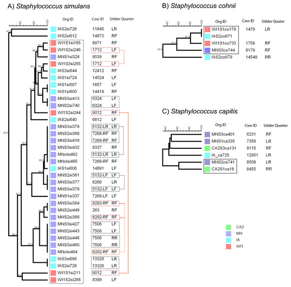 Genetic relatedness of coagulase-negative Staphylococcus spp. (CNS) isolated from US dairies.