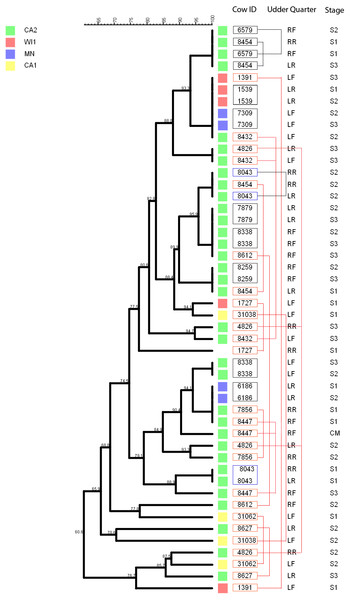 Persistence of Staphylococcus chromogenes intramammary infection in lactating cows on US dairies.