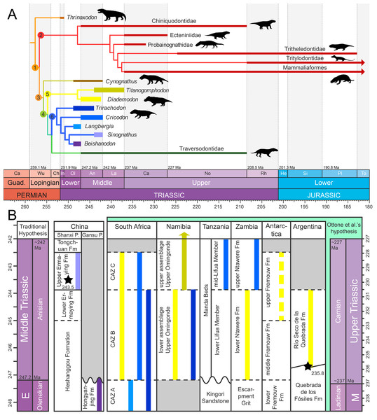 Phylogeny and geographic and stratigraphic distribution of cynodont clades.