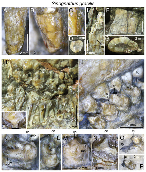 Dentition of Sinognathus gracilis (IVPP V2339).