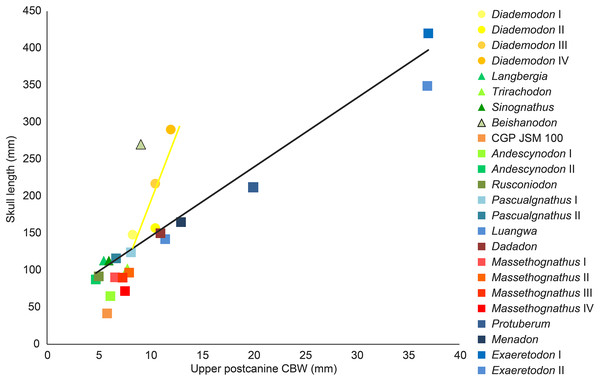 Comparison of skull length and widest upper gomphodont postcanine labiolingual width in gomphodont cynodonts, with linear regression trendlines for gomphodont taxa (in black) and Diademodon (in yellow).
