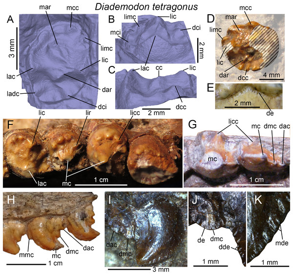 Dentition of Diademodon tetragonus.