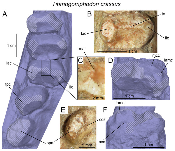 Dentition of Titanogomphodon crassus.