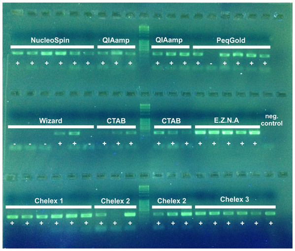 2% agarose electrophoresis gel of PCR products (D3) of nine DNA extraction methods.