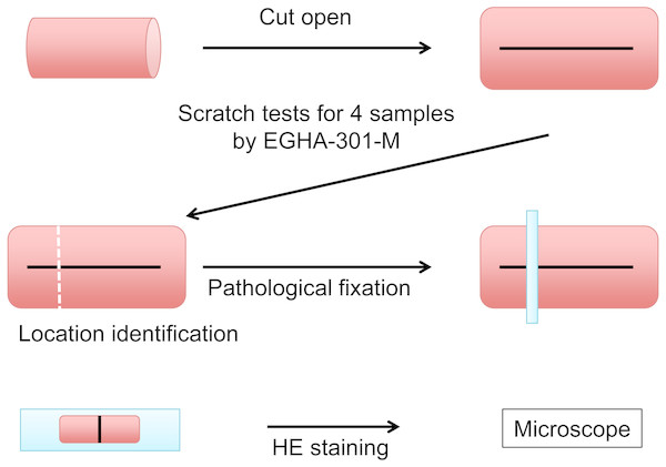 Schema of the scratch test and pathological procedure on the porcine esophagus.