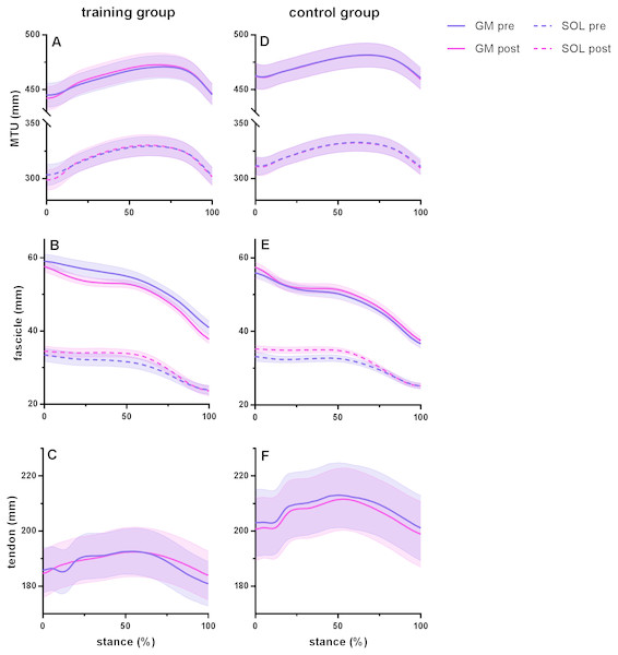 Muscle-tendon unit (MTU), fascicle and tendon length in the training group (A–C) and the control group (D–F) for gastrocnemius medialis (GM) and soleus (SOL) before (pre) and after (post) training.