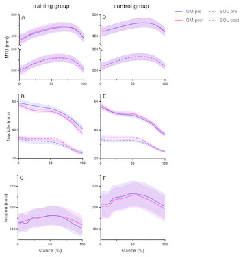 Training-induced increase in Achilles tendon stiffness affects tendon ...