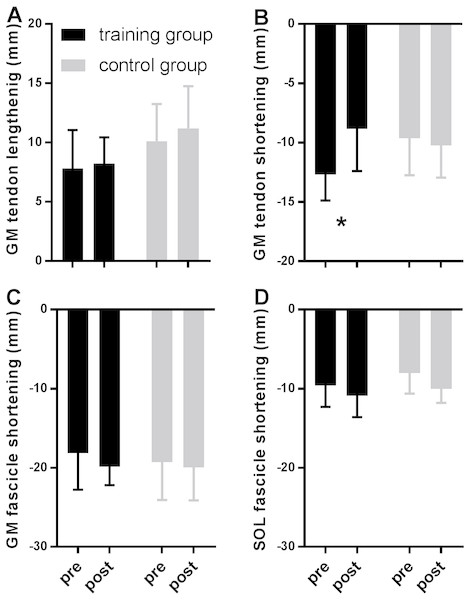 Tendon (A–B) and fascicle (C–D) measures during the stance phase of running compared between tests pre- and post-training in the training (black) and the control group (grey).