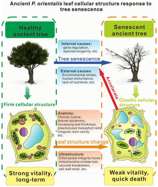 Diagram of leaf cellular structural response to tree senescence.