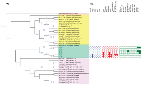 (A) Phylogenetic tree based on the alignment of 16S rRNA gene from vinasse strains and (B) representation of N cycle genes and biochemical characterization of substrates metabolized by the strains.