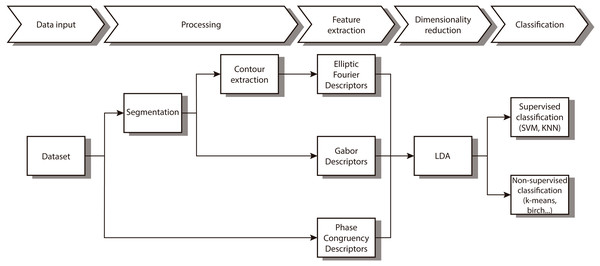 Workflow of the proposed method.