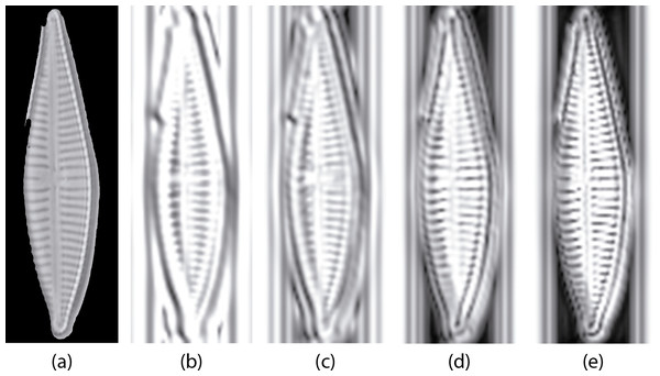 Example of diatom image after the log Gabor filters (L = 4, O = 6).
