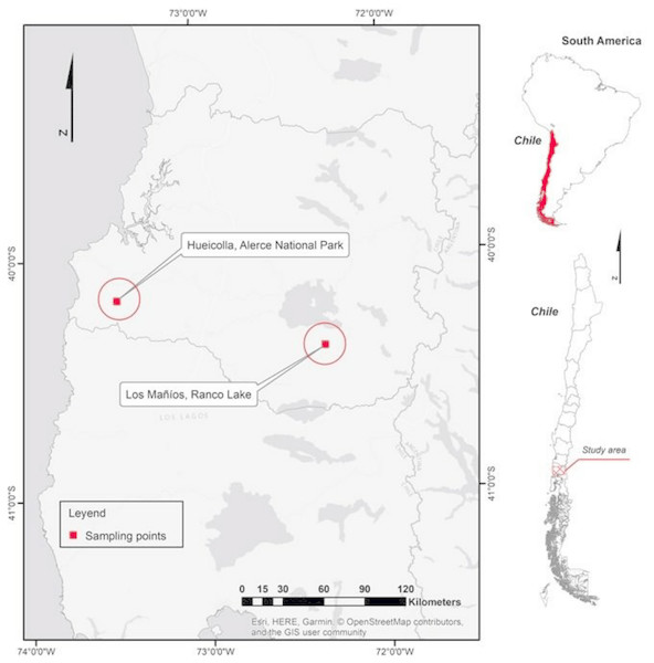 Site of possible hybrids in Los Rios regions in southern Chile.