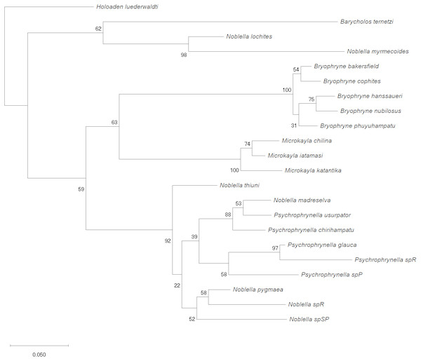 Phylogenetic analysis of 16S rRNA by using Maximum Likelihood.