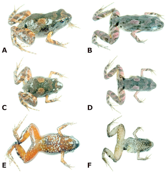 Photographs of live and preserved specimen of the holotype of Noblella thiuni sp. n