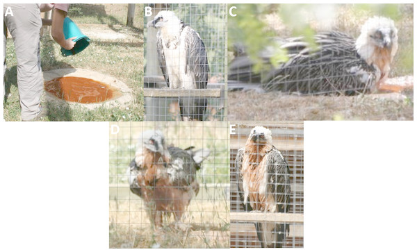 Experimental observations of Bearded Vulture bathing behaviour at the Guadalentín recovery center.