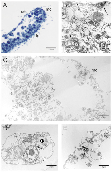 Fine morphology of CTRL Placozoa.
