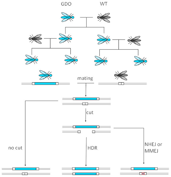 Mechanism of CRISPR/Cas9-based gene drives.